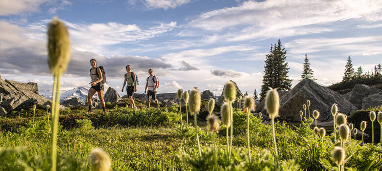 Three people hiking in the high alpine at Whistler Blackcomb with wildflowers in the foreground