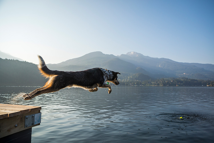 Dog jumping into the lake in Whistler