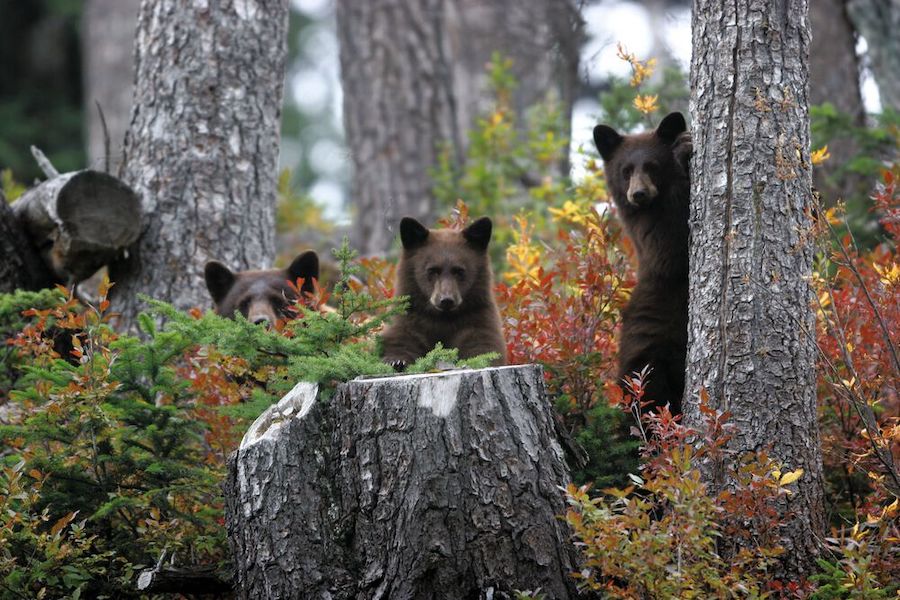 Black bears in the wild. 