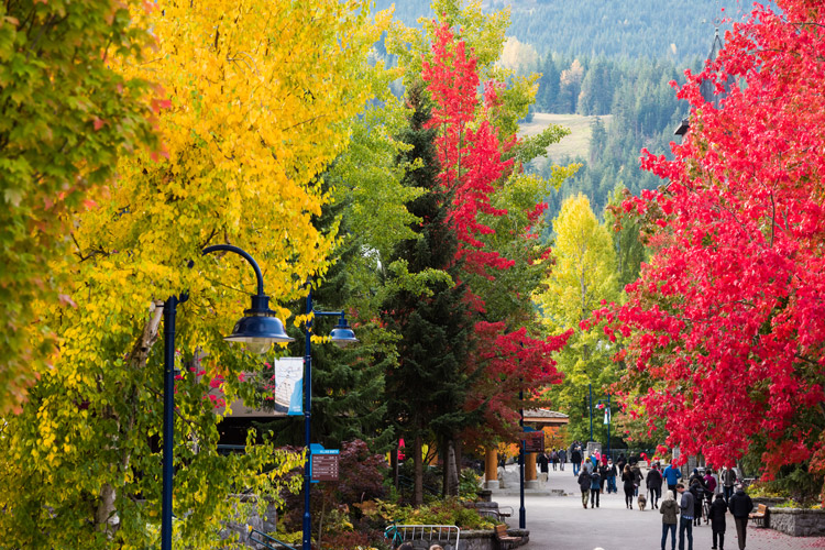 Fall colours in the village