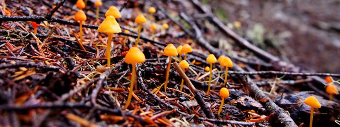 Whistler mushrooms