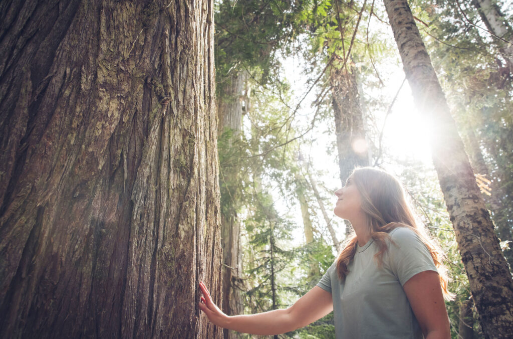 A woman reaches out to touch the bark of an ancient cedar tree in Whistler.