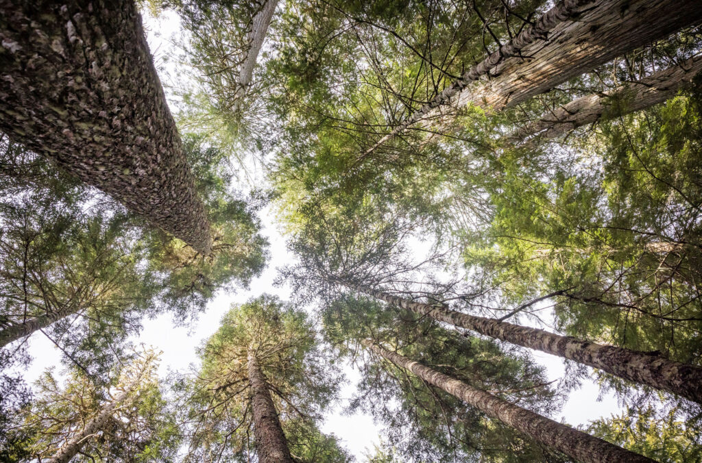 Looking up to the tree canopy in a Whistler forest.