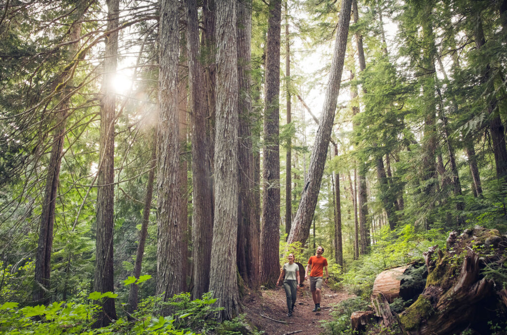 A couple walk amongst ancient cedars in a forest in Whistler.