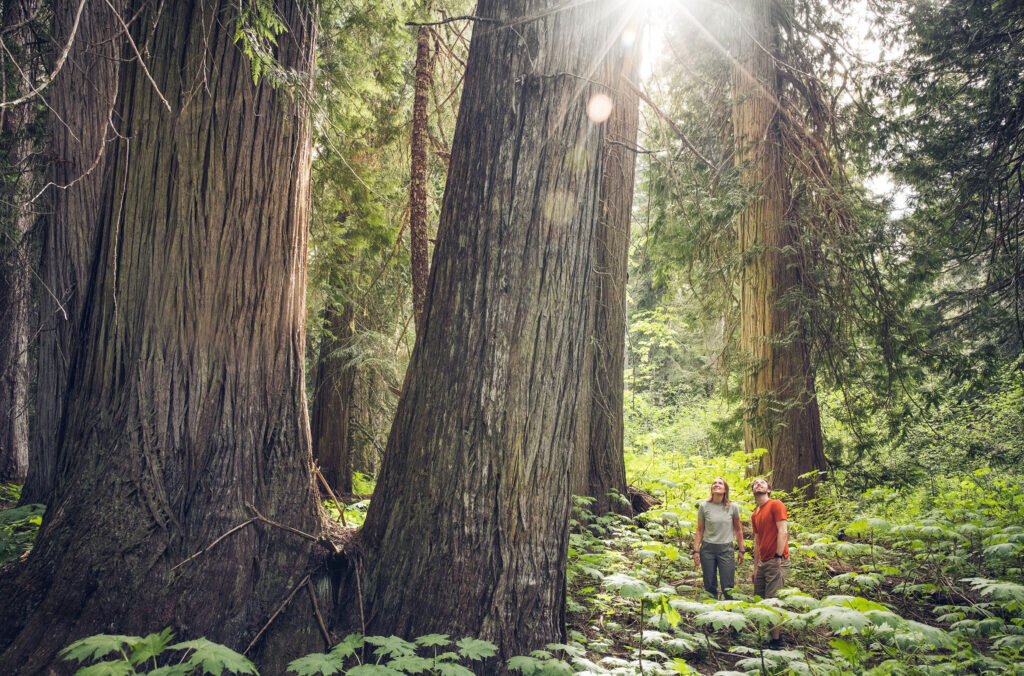 A couple walk amongst ancient cedars in a forest in Whistler.