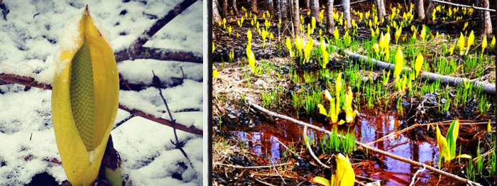 Whistler flora