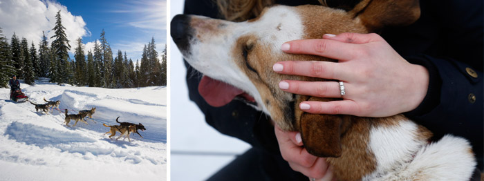 Dog Sledding Whistler