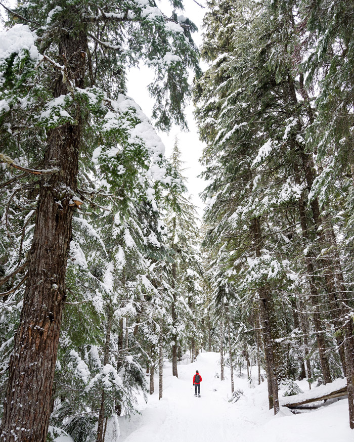 Snowshoeing the Medicine Trail