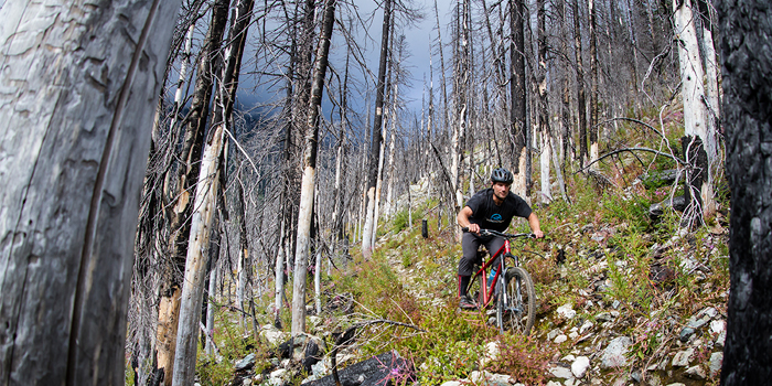 Mountain Biking in Trees