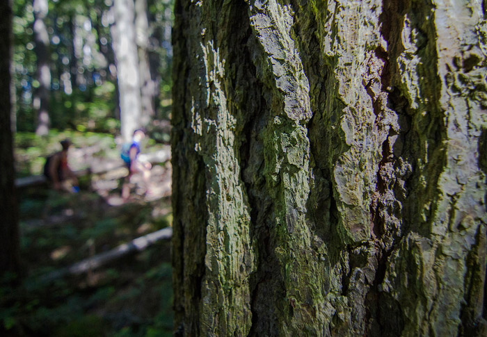 Coast Mountain Rainforest