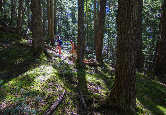 Hiking Trail Whistler