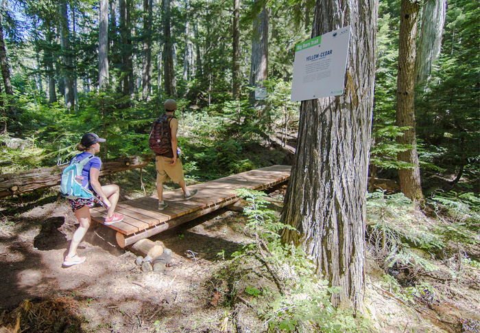 Whistler Forest Walks