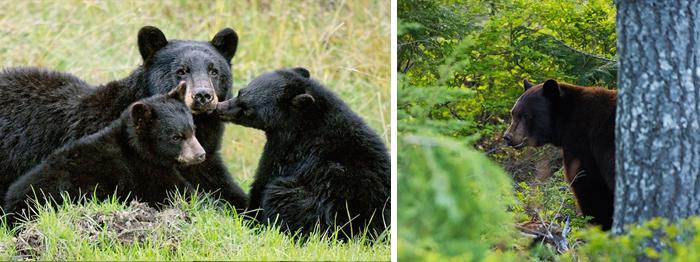 Black Bear Cubs