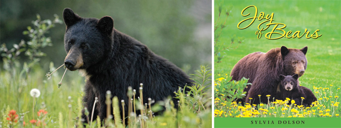 Black Bears in Whistler