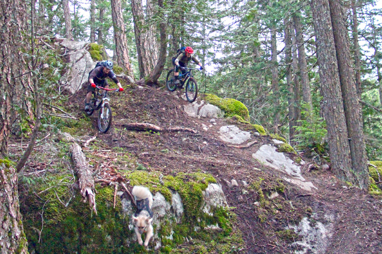 Biking in Whistler Trail Update - Whistler Biking Trails 