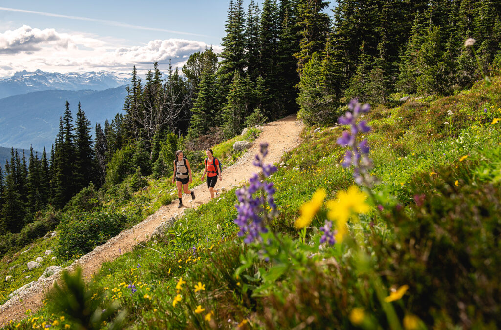 Two hikers make their way down an alpine trail on Whistler Blackcomb in the summer. Incredible mountain views and wildflowers surround them.