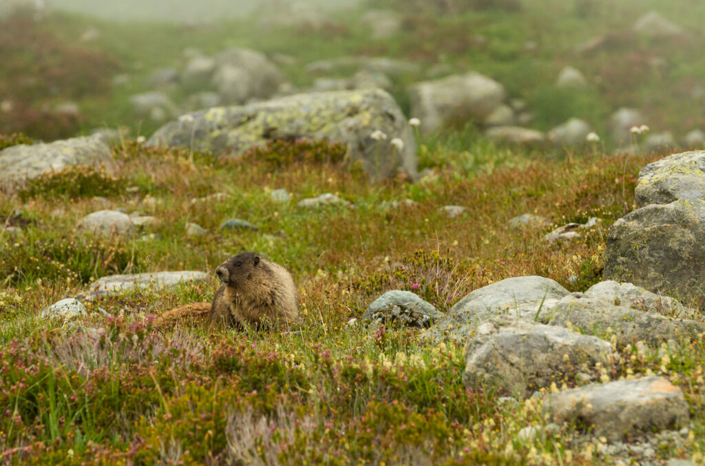 A hoary marmot is camouflaged amongst the alpine grasses on Whistler Blackcomb.