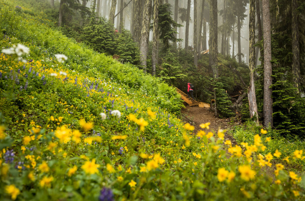 Flowers bloom at the entrance to the Ascent Trail on Blackcomb Mountain in Whistler.