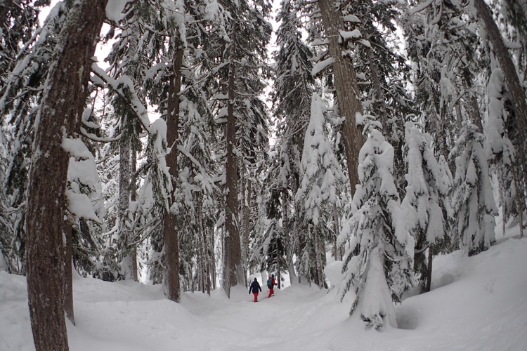 Whistler Snowshoeing Trails
