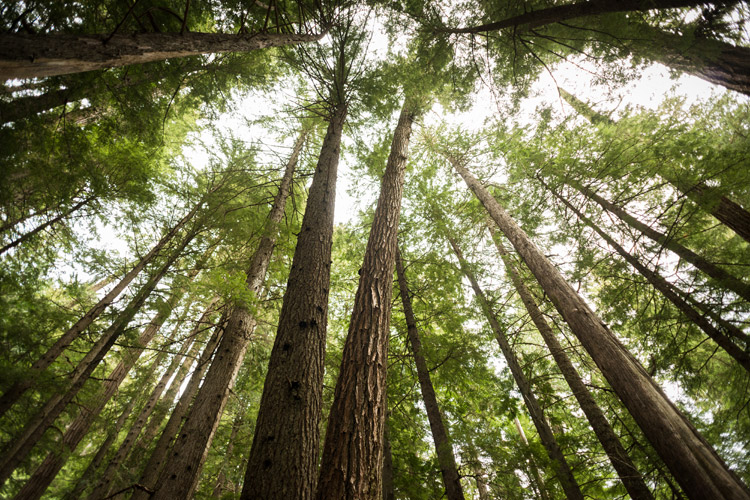 Cedar trees on the way to Cheakamus Lake