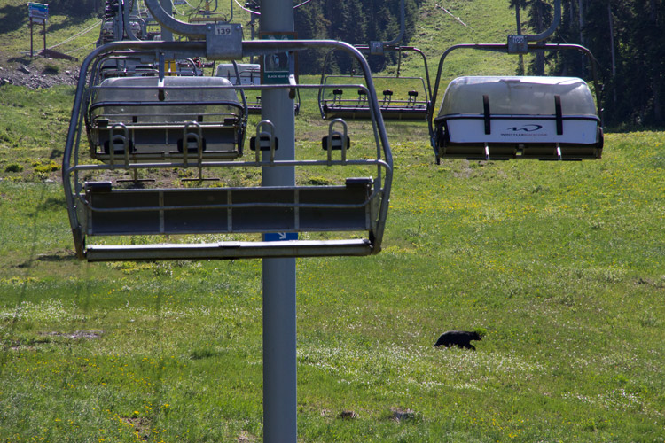 Black Bear on Blackcomb Mountain