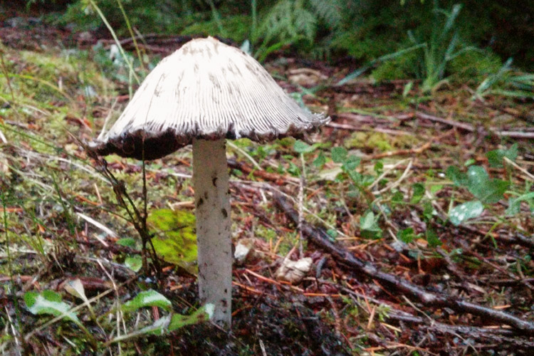 Pacifict Northwest Mushrooms
