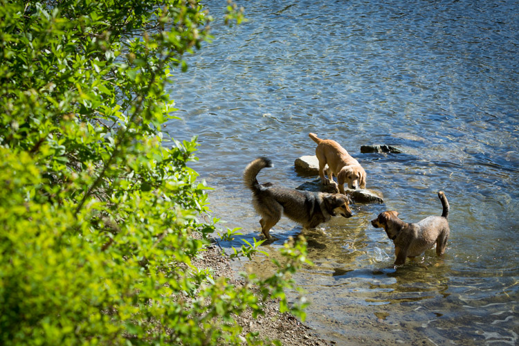 Dog Parks and Beaches in Whistler