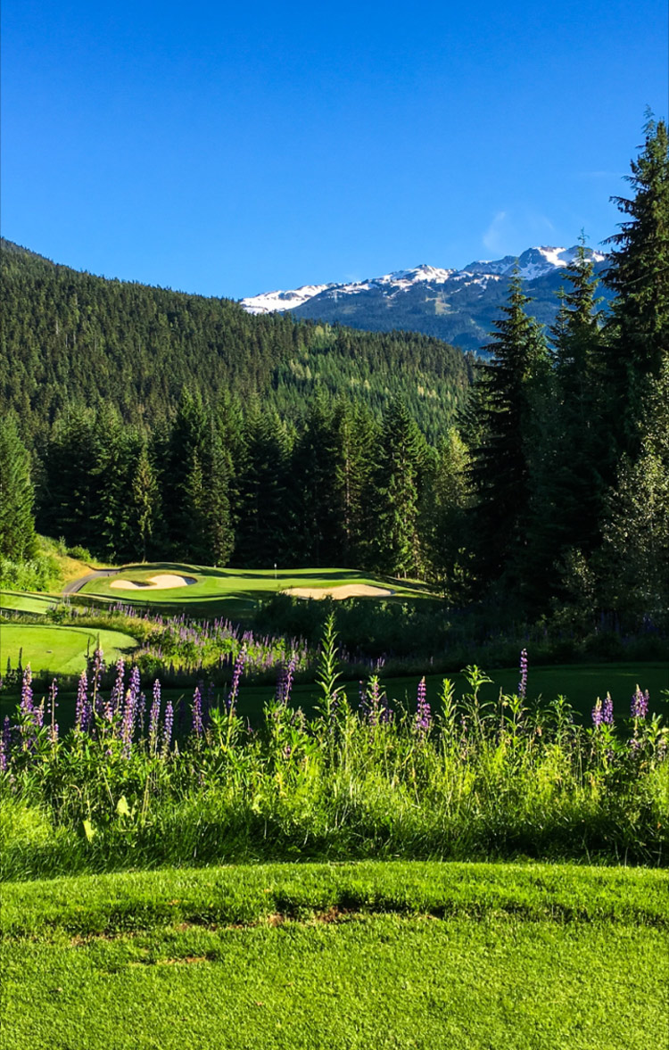 Lupins flowering at the Fairmont Whistler Golf Club