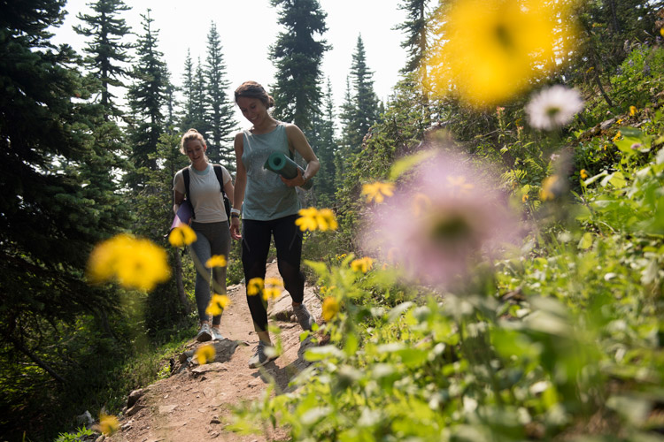 Alpine Wildfower Path in Whistler