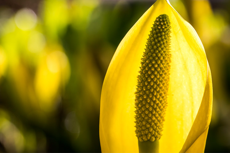 Skunk Cabbage Whistler 