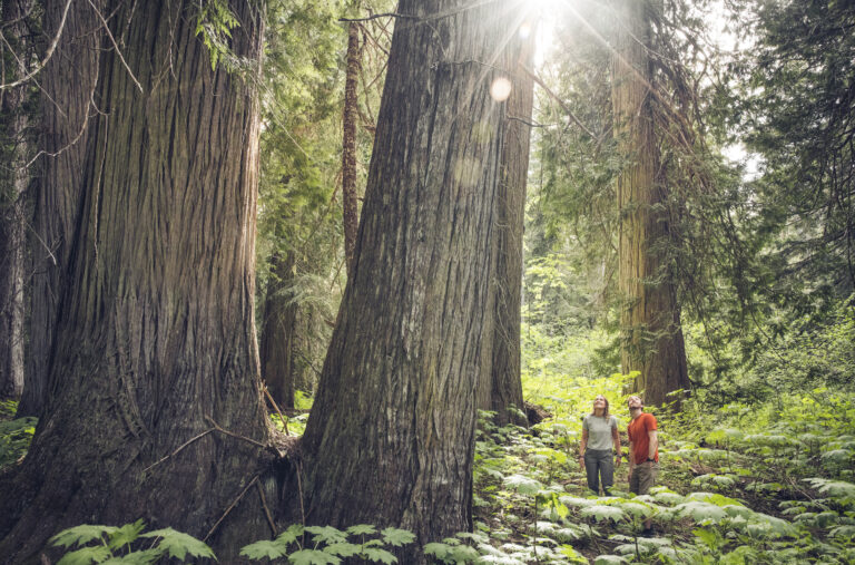 Hikers explore the rainforest in Whistler in spring.