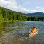 Instagram-famous Whistler dogs