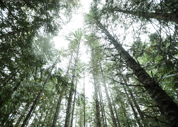 Trees at Cheakamus