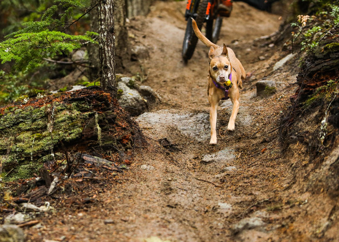 Dog on mountain bike trail