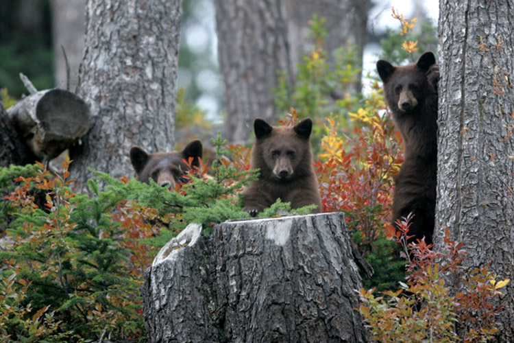 best bear watching tours whistler