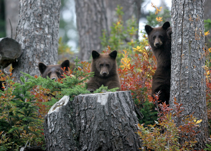 Three bears in the forest