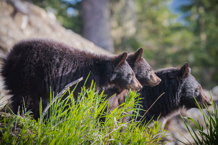 Black Bear Hibernation – Go Finger Lakes