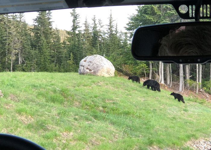 A mama bear and her cubs seen from the Jeep