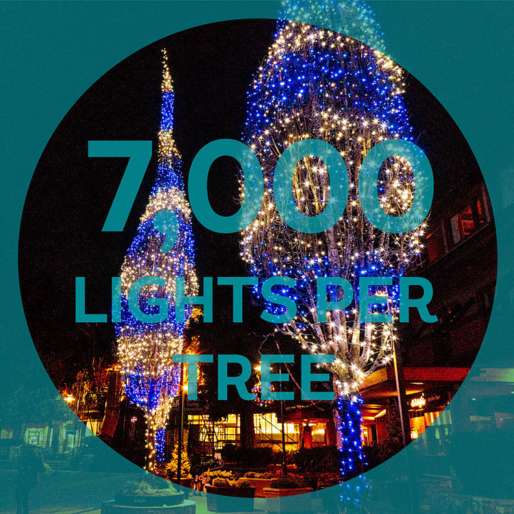 7,000 lights go up into the trees for Whistler's festive season.