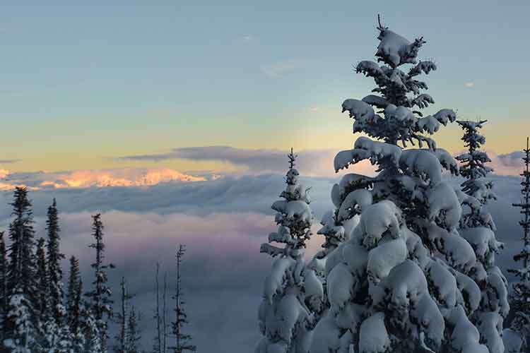 snow covered trees