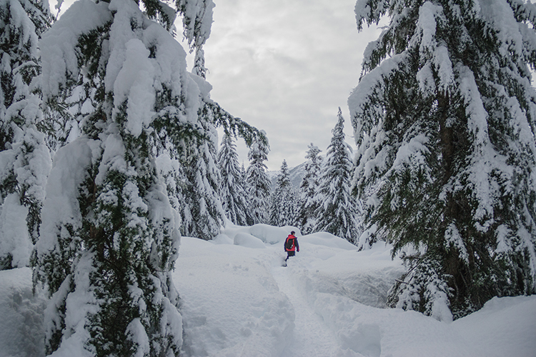 Insider's Guide to Snowshoeing in Whistler