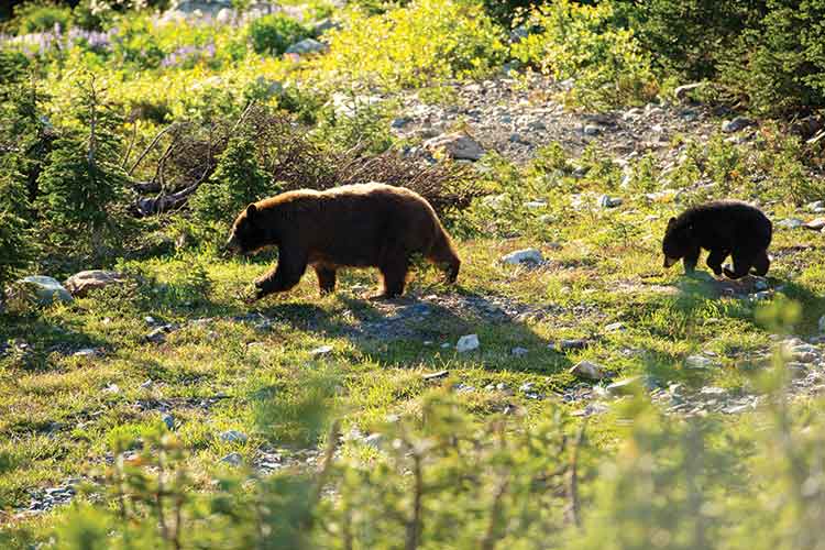 Mother bear and her cub