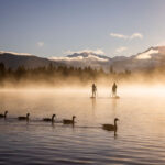 Two stand up paddle boarders head out on a calm lake as a group of swans glide in front of them at sunrise in Whistler.