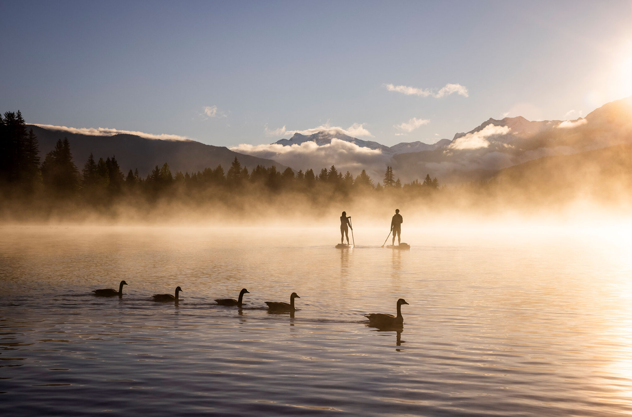 Two stand up paddle boarders head out on a calm lake as a group of swans glide in front of them at sunrise in Whistler.
