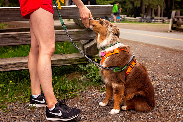 Owner and dog getting ready for Parkrun in Whistler