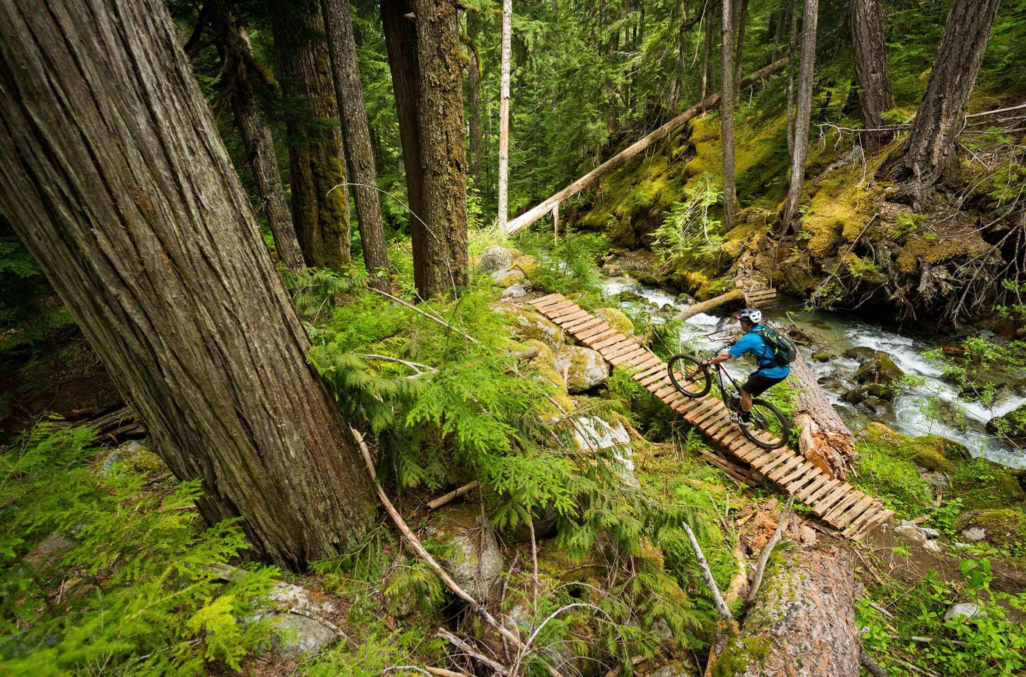A biker weaves in and out of trees in the lush forests of Whistler.