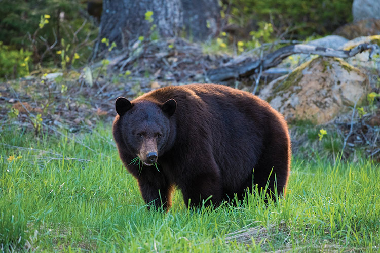 A bear eating grass on a summer ski slope.