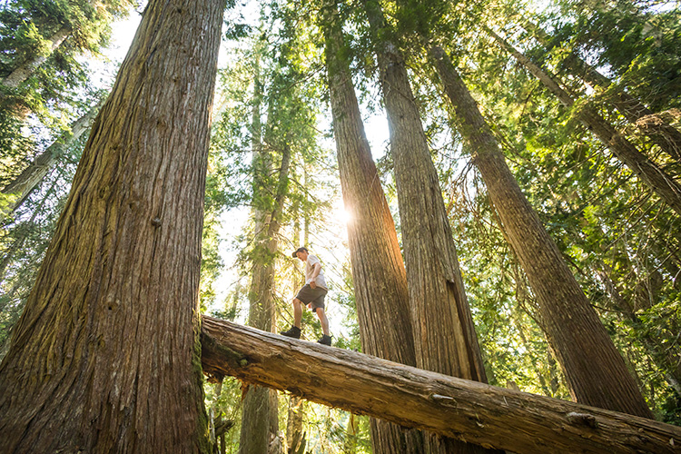 Man standing on a fallen cedar tree in Whistler