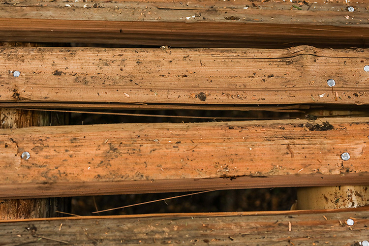 Fresh cedar planks on a mountain bike trail in Whistler