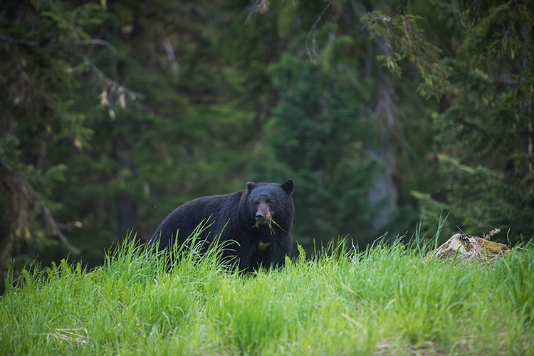 A Black Bear eating greens in Whistler